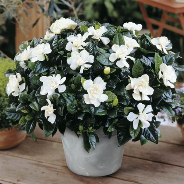 gardenia