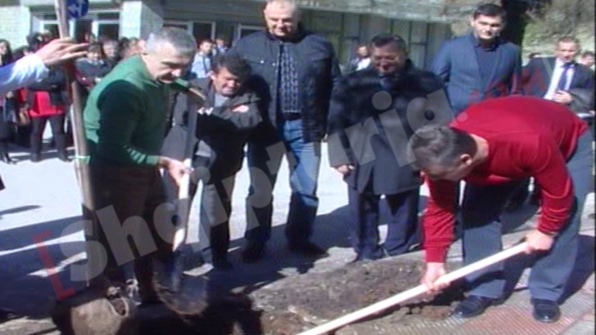 meta dhe koka mbjellin peme