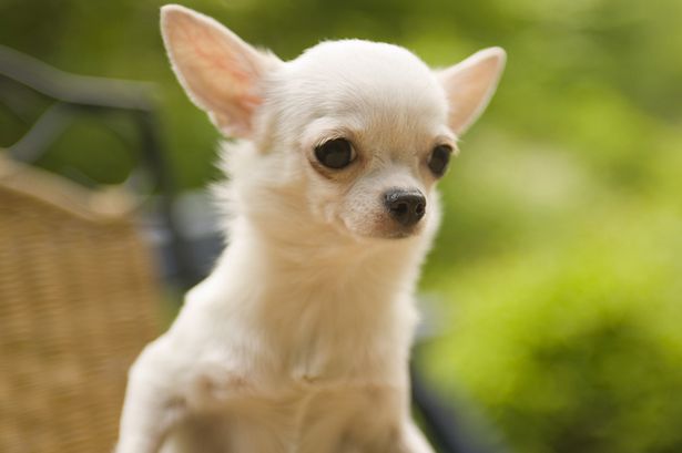 chihuahua