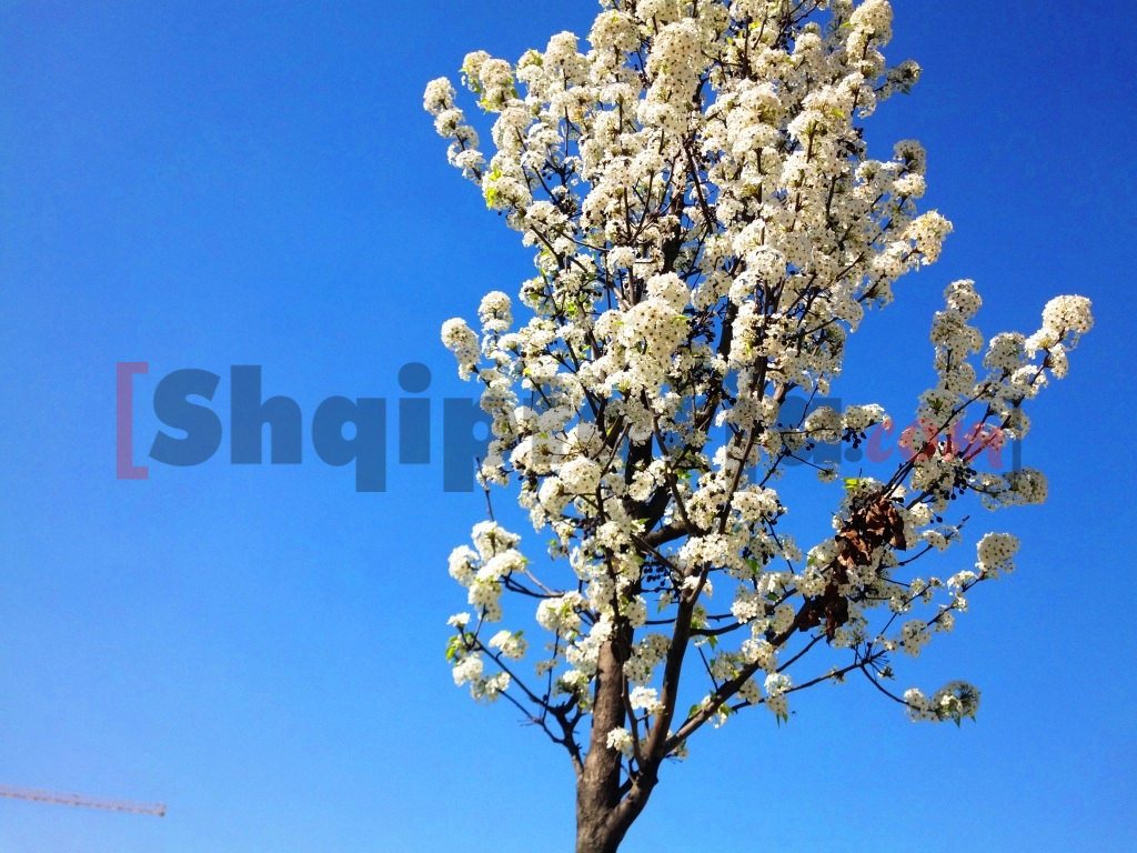 pranvera ne tirane me logo