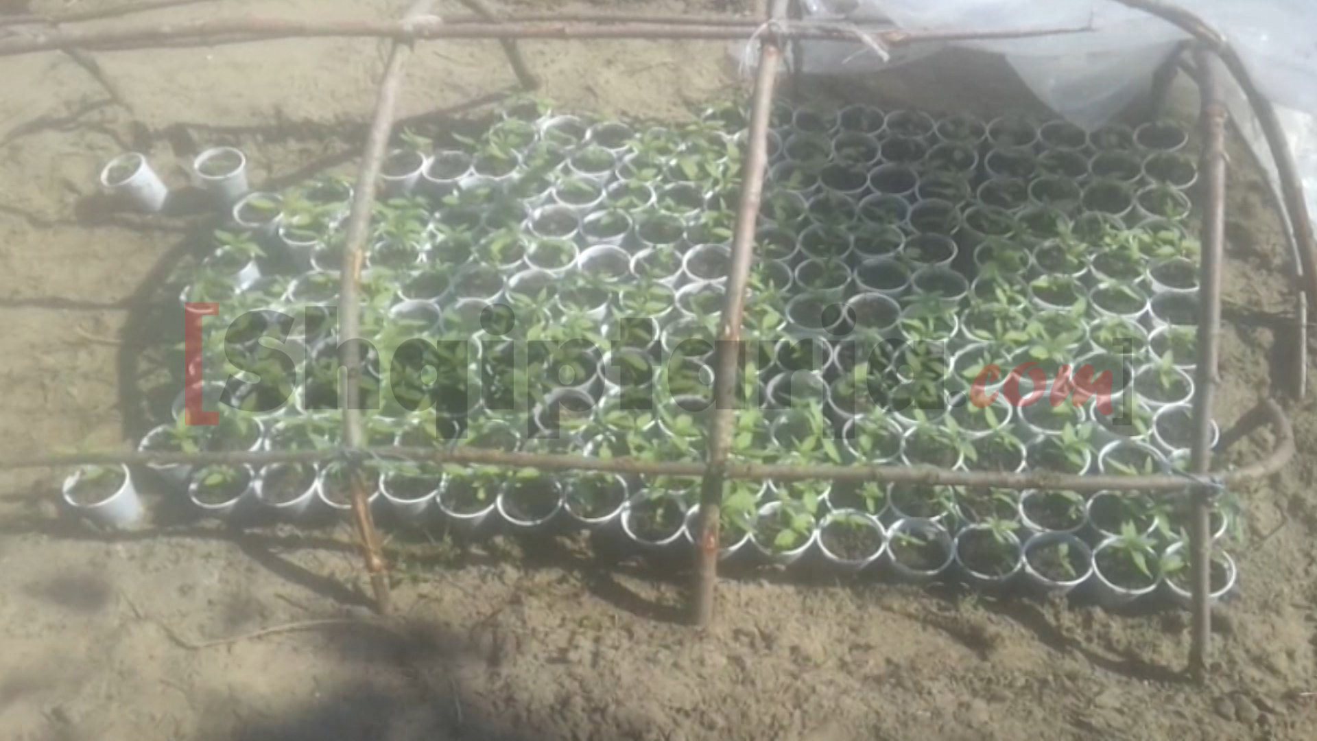 parcele me kanabis me logo 