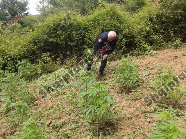 vlore policia kanabis