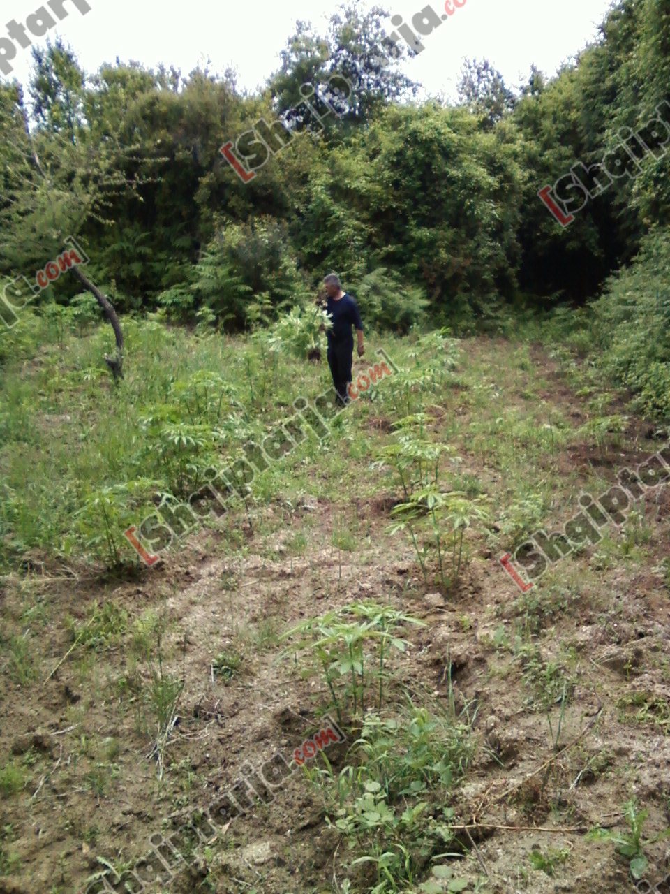 droga e asgjesuar vlore