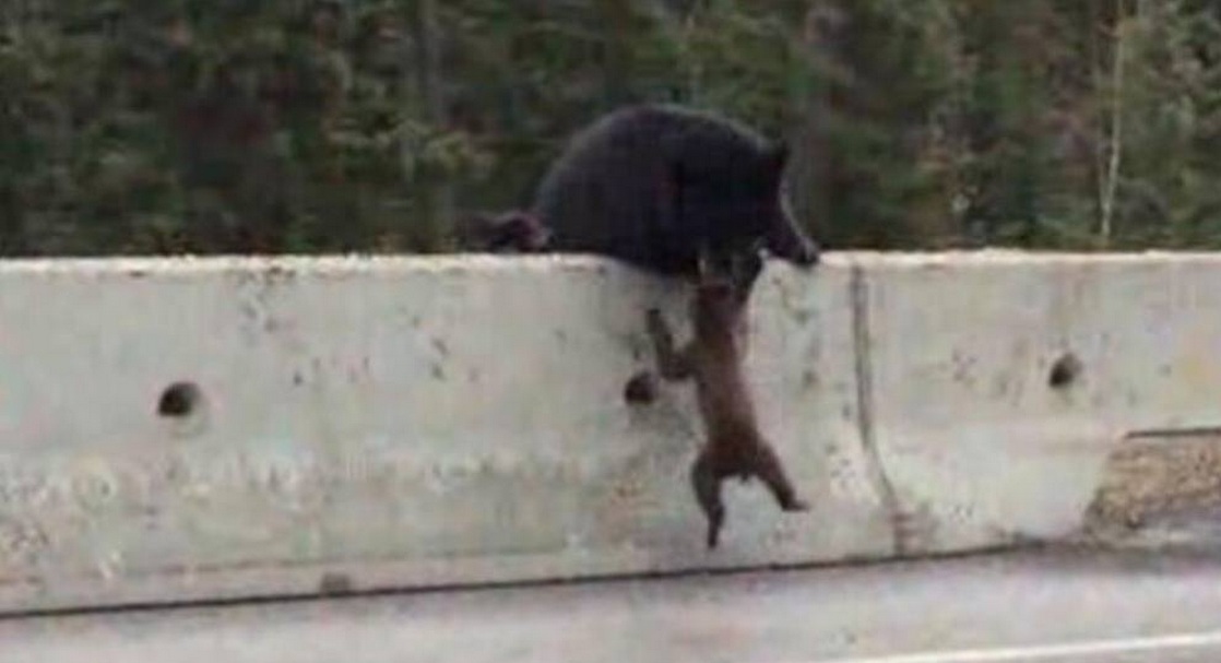 arusha shpeton kelyshin