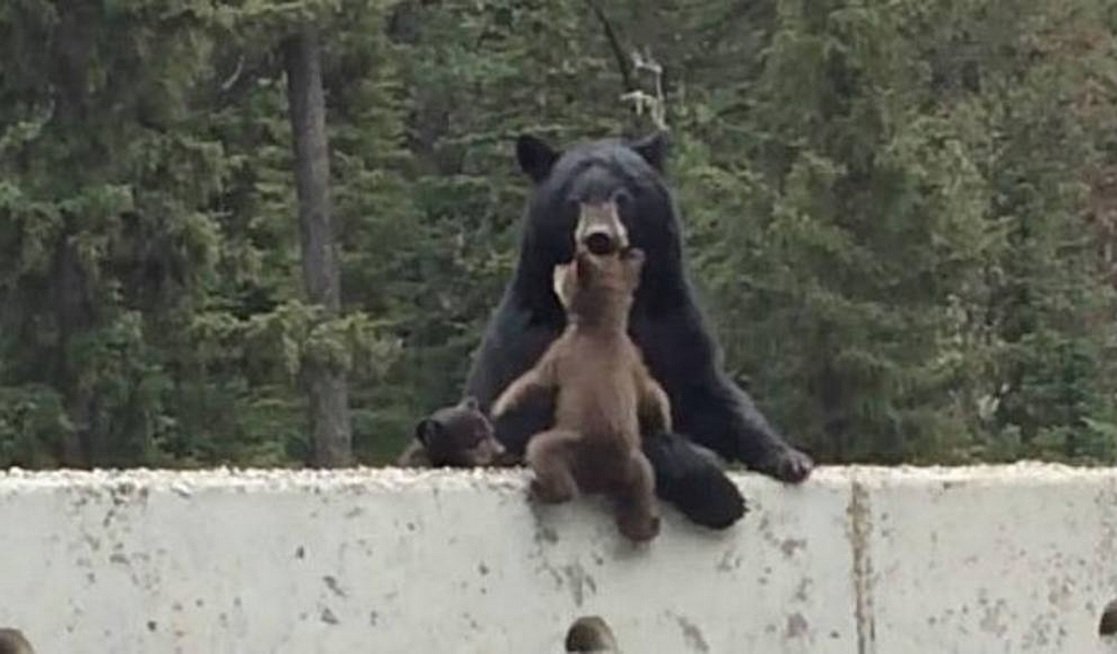 arusha shpeton kelyshin 