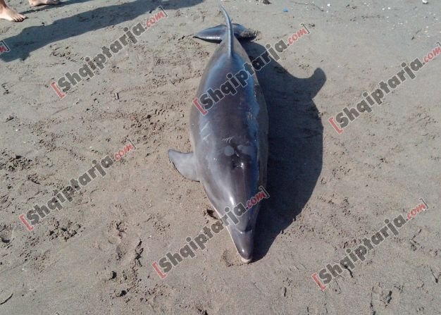 Delfini ne spille me logo