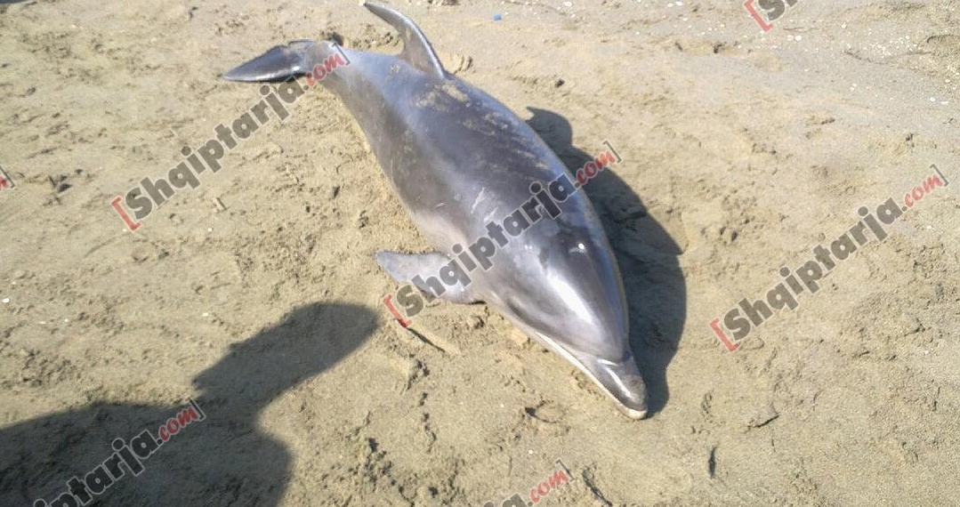 Delfini spille me logo