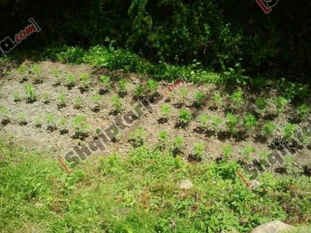 kruje kanabis me logo