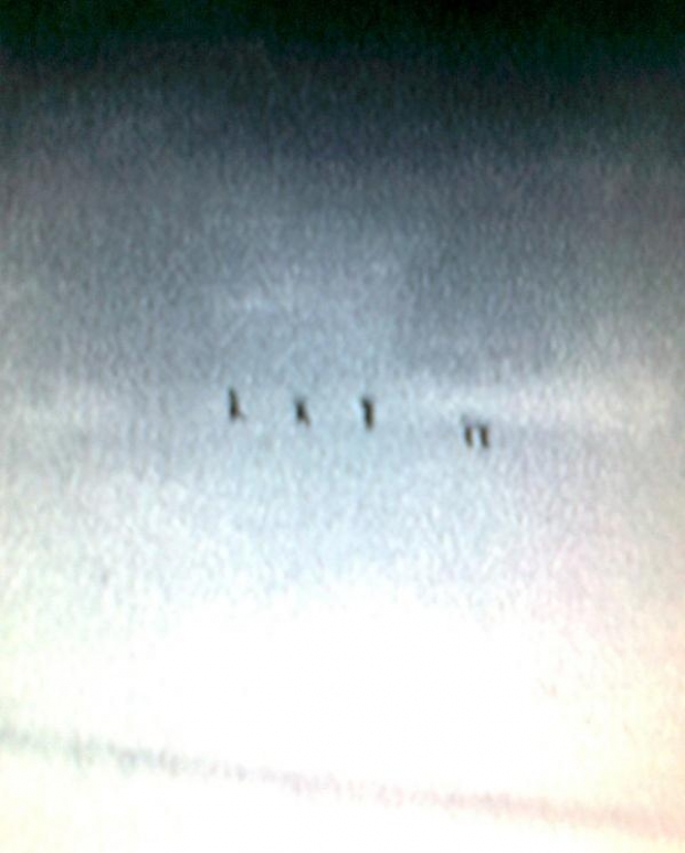 greqi karteli lazarat