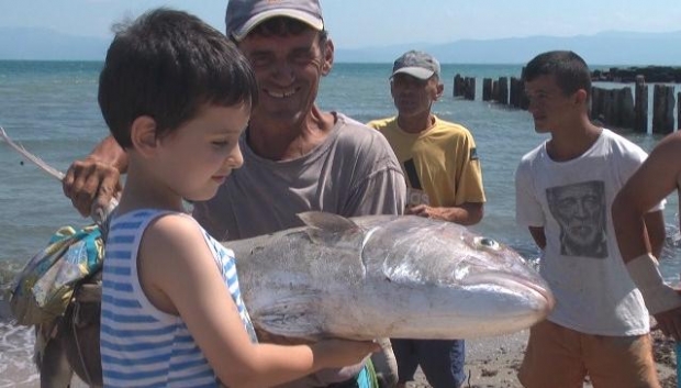 peshku kepi i rodonit 