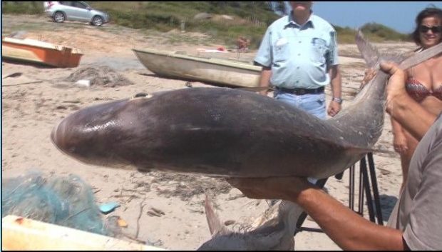 peshku kepi i rodonit 