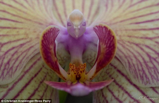 orkideja