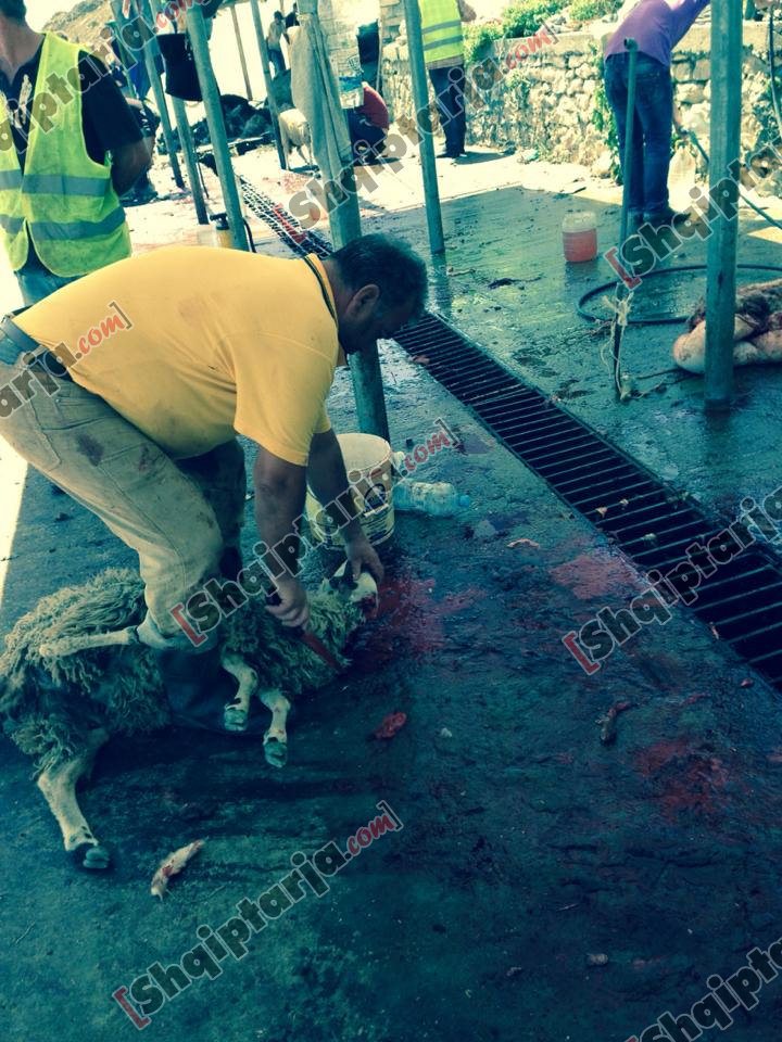 pelegrinazhi bagetite