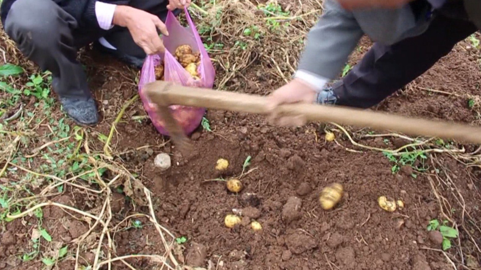 patatja e shishtavecit