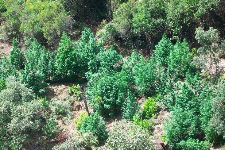 kanabisi ne tepelene me logo