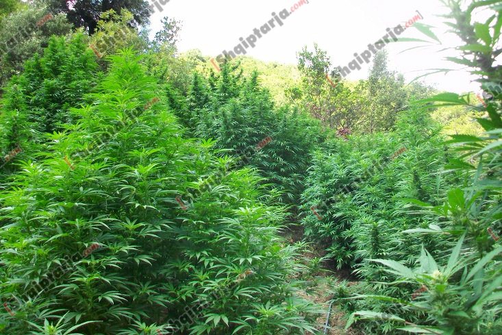 kanabisi ne tepelene me logo