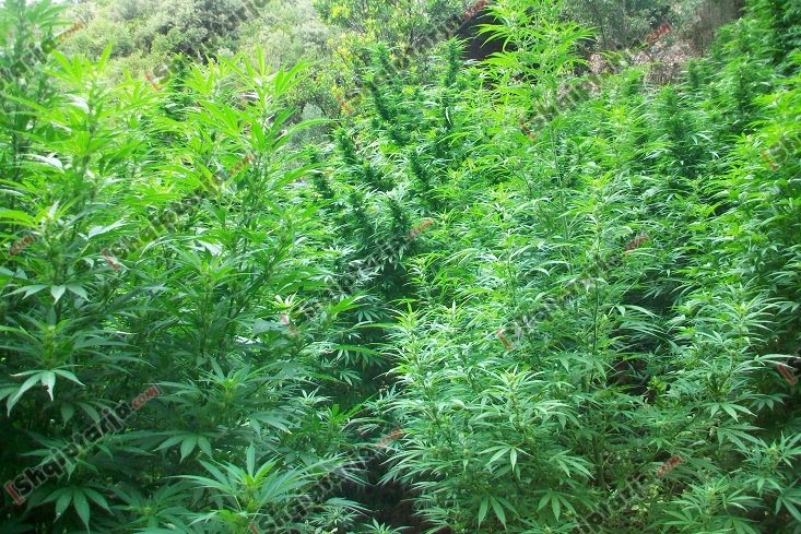 kanabisi ne tepelene me logo