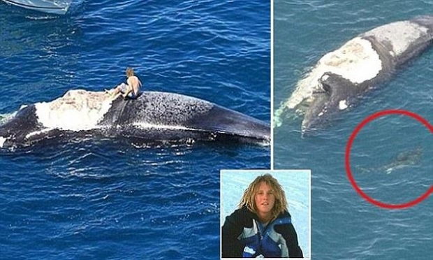 i rrethuar nga peshkaqenet