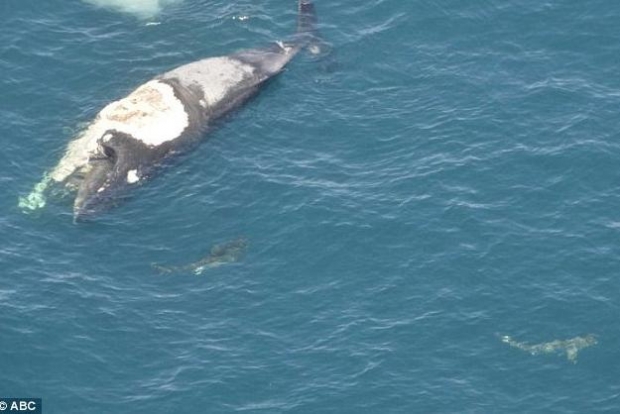 i rrethuar nga peshkaqenet