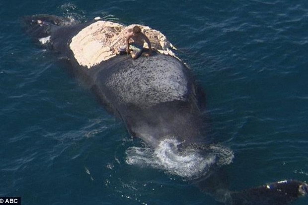 njeri mbi balenen e ngordhur