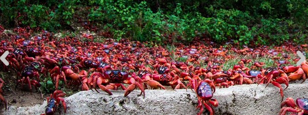 ishulli i krishtlindjeve