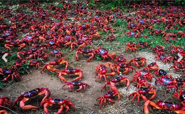 ishulli i krishtlindjeve