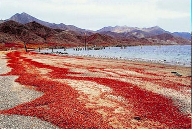 ishulli i krishtlindjeve