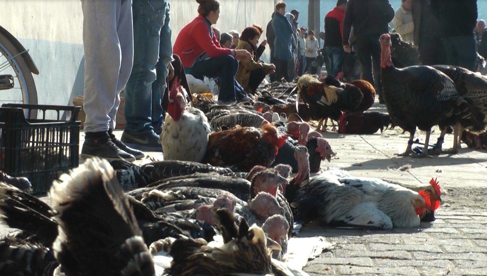 elbasan gjelat e detit