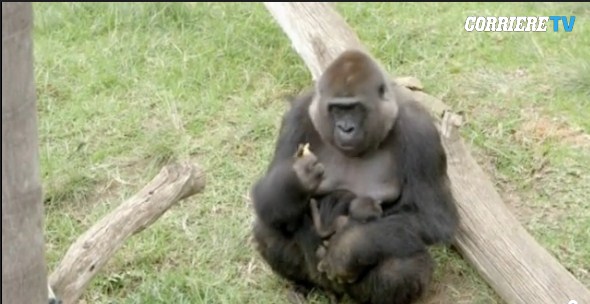 gorilla