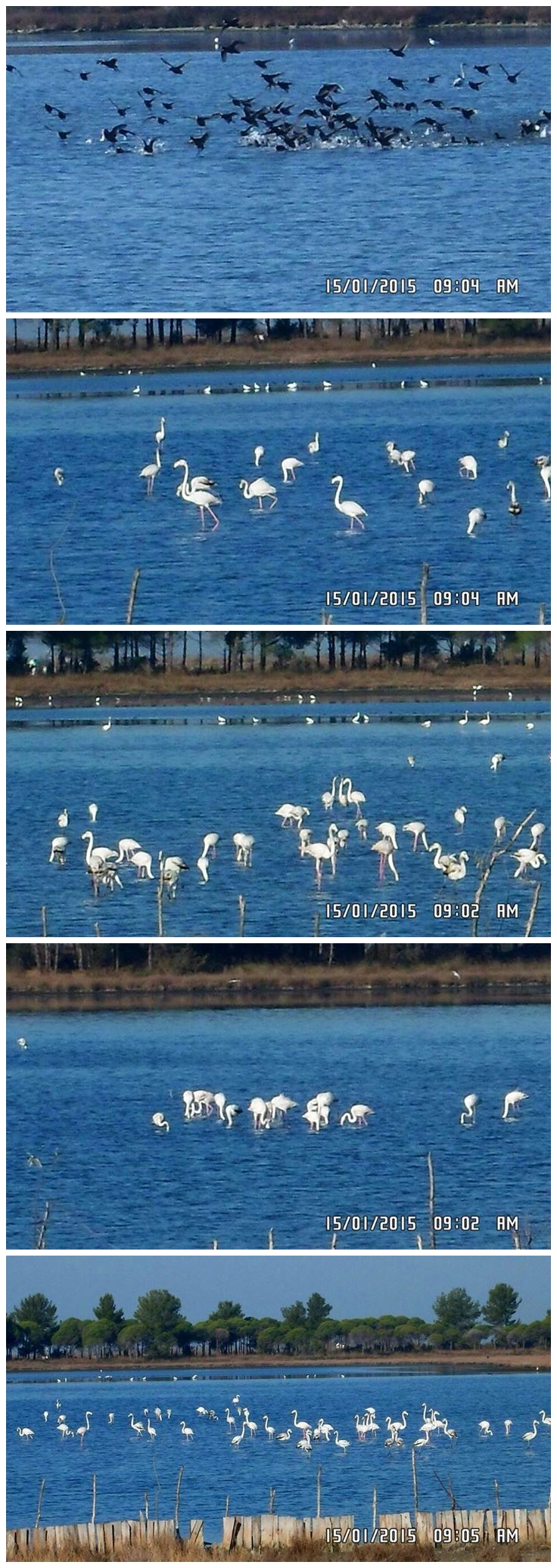 flamingo divjake