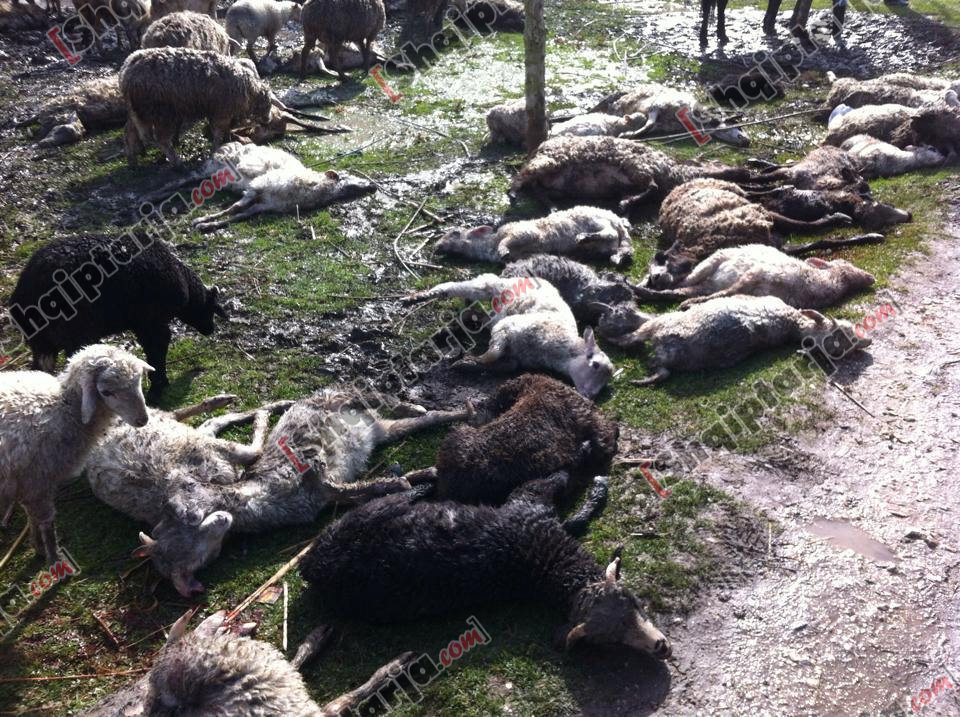 bagetite e ngordhura