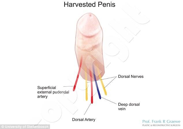 penis