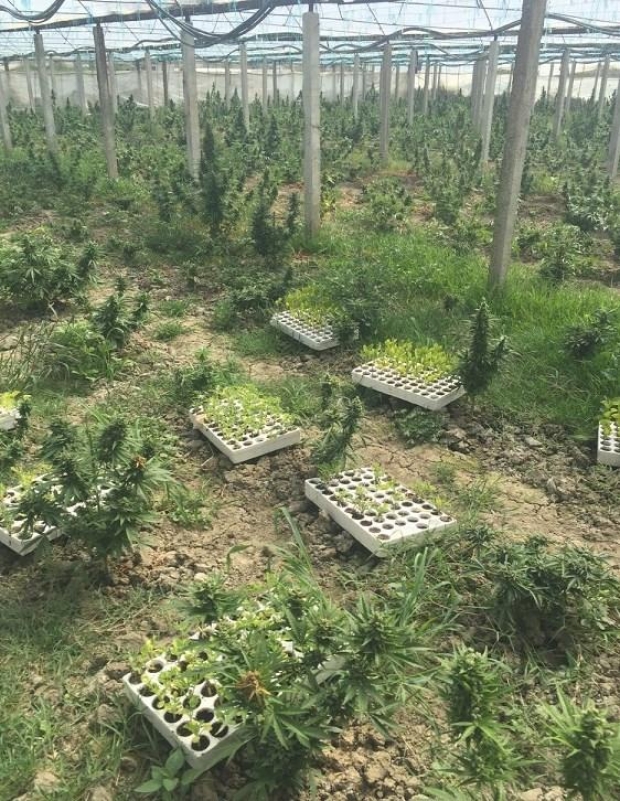 kanabis sativa parcela