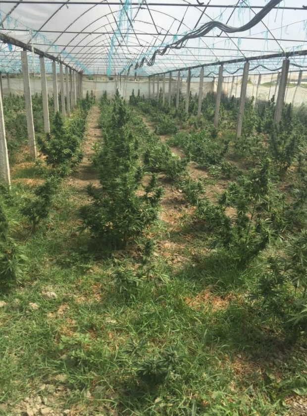 kanabis sativa parcela 