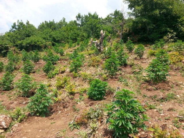 tropoje droge e arme