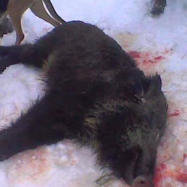 gjuetia e paligjshme