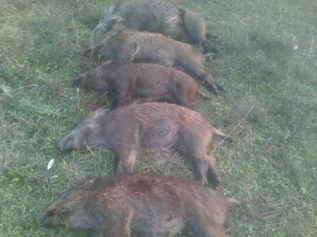 gjuetia e paligjshme