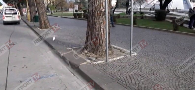 foto pellumbi hekuran deda ok