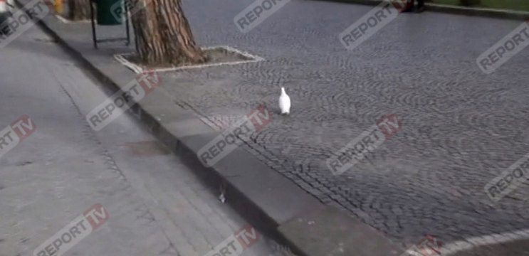 foto pellumbi hekuran deda ok