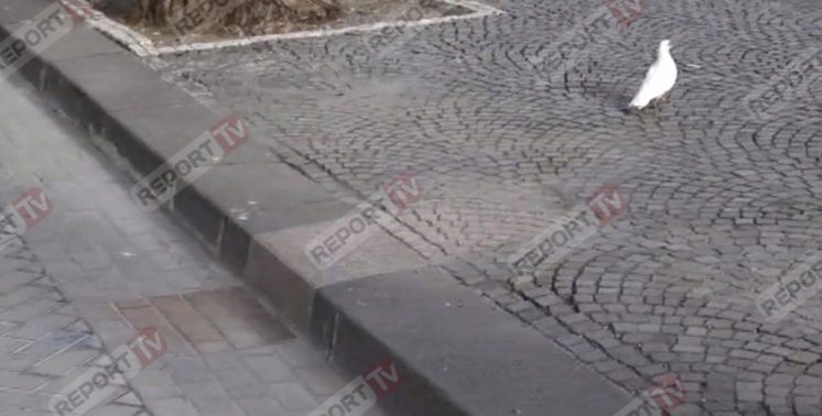 foto pellumbi hekuran deda ok