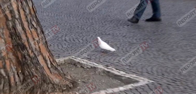 foto pellumbi hekuran deda ok