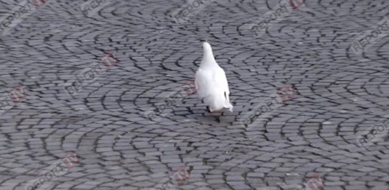 foto pellumbi hekuran deda ok