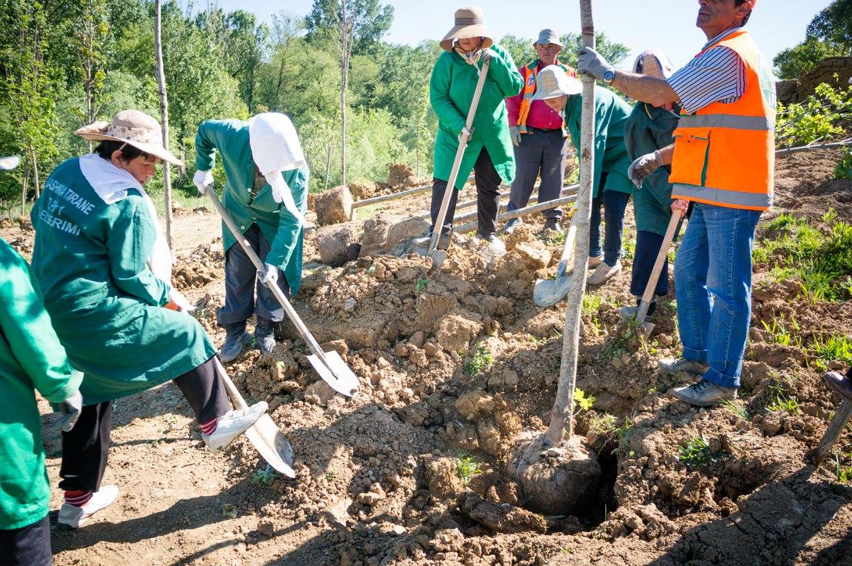 mbjell peme bashkai veliaj