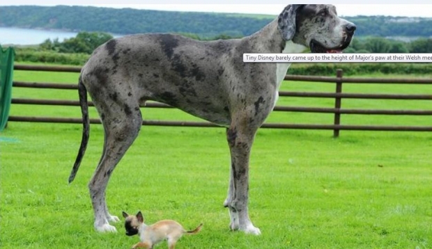 qeni i madh, qeni i vogel