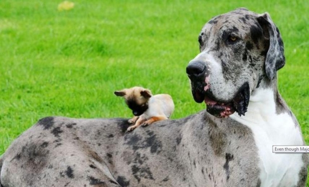 qeni i madh, qeni i vogel