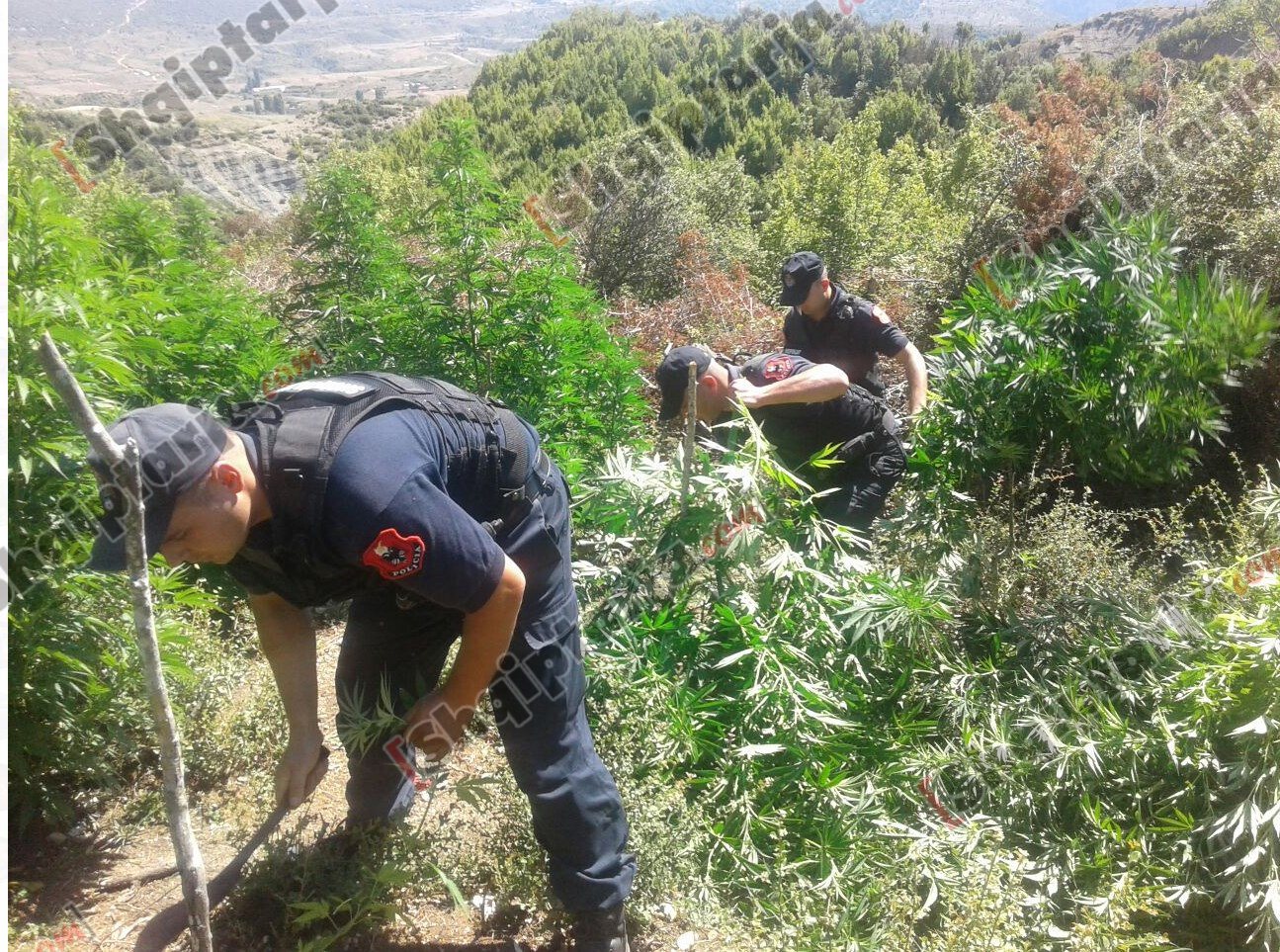 fushat korrje djegie