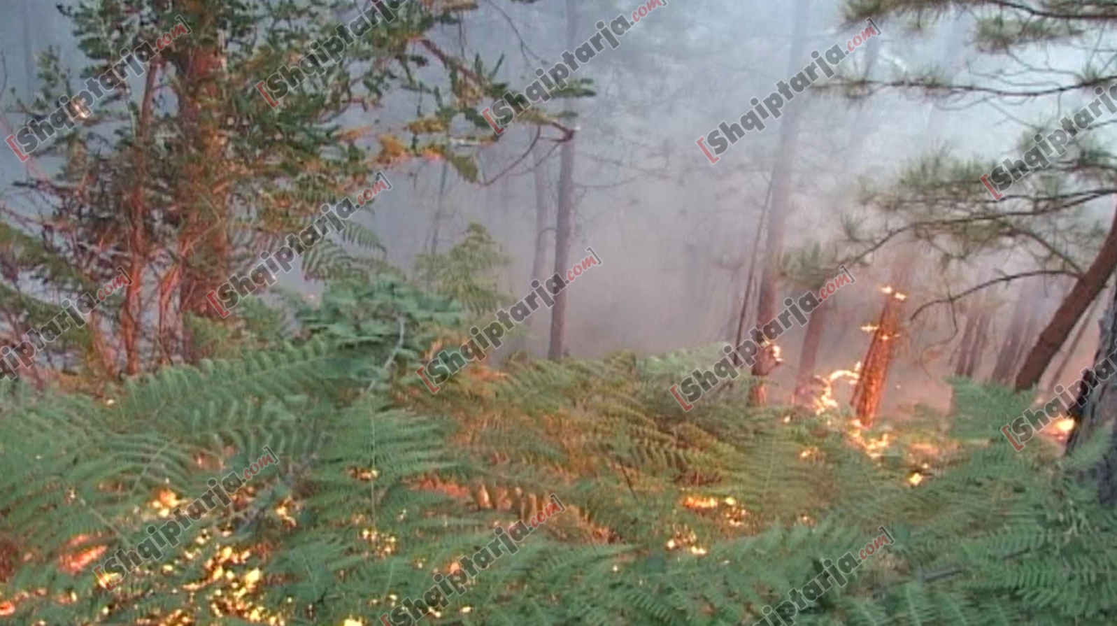 vijon zjarri mirdite