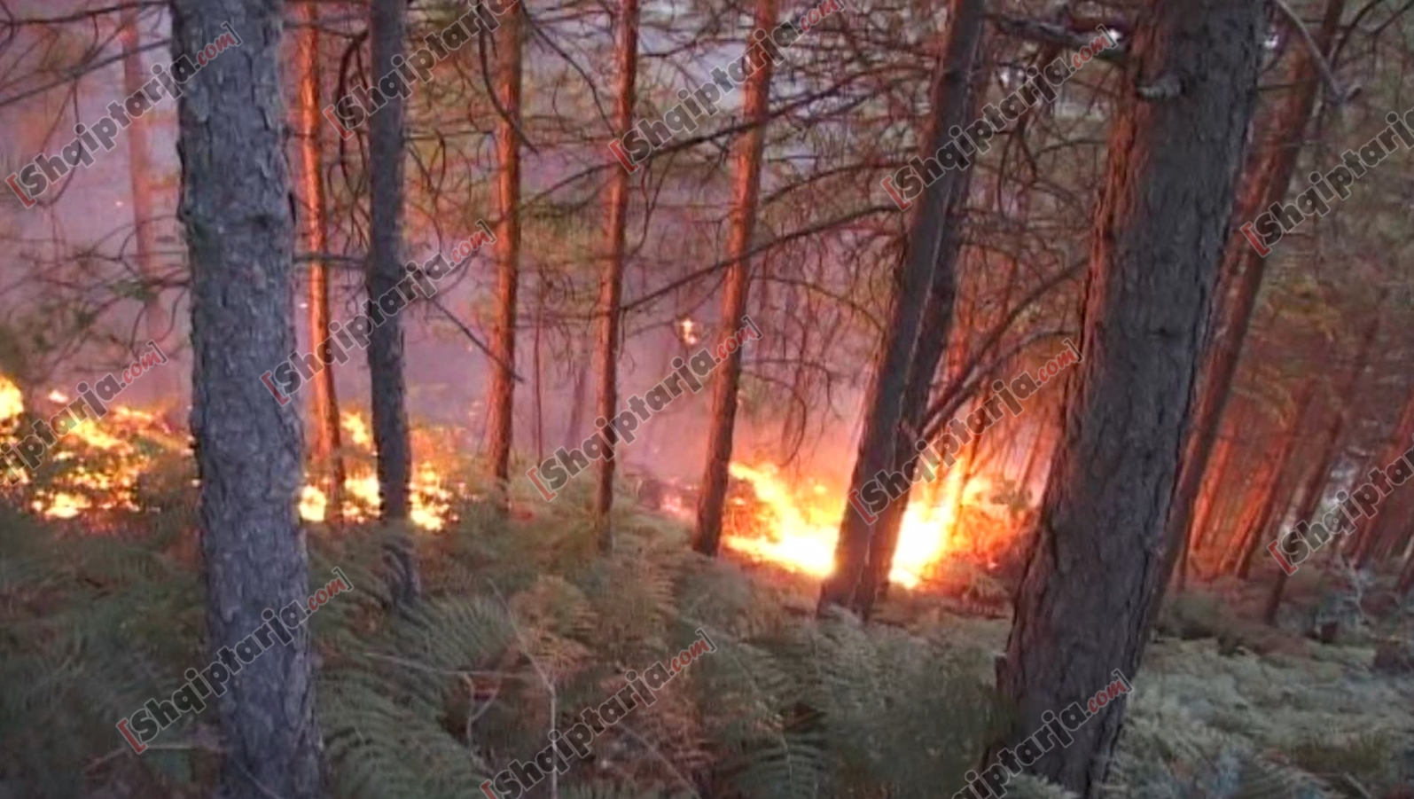 vijon zjarri mirdite