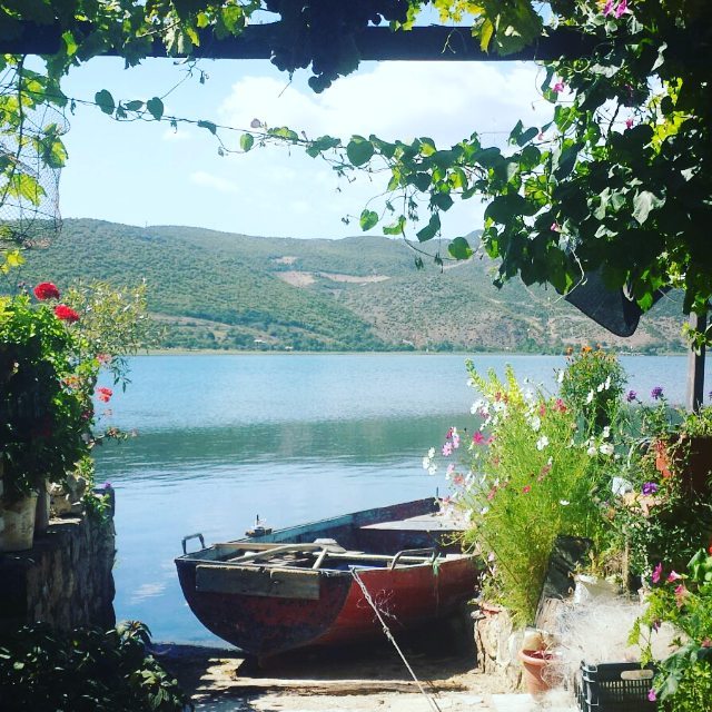 nga lungomarja drejt rozes