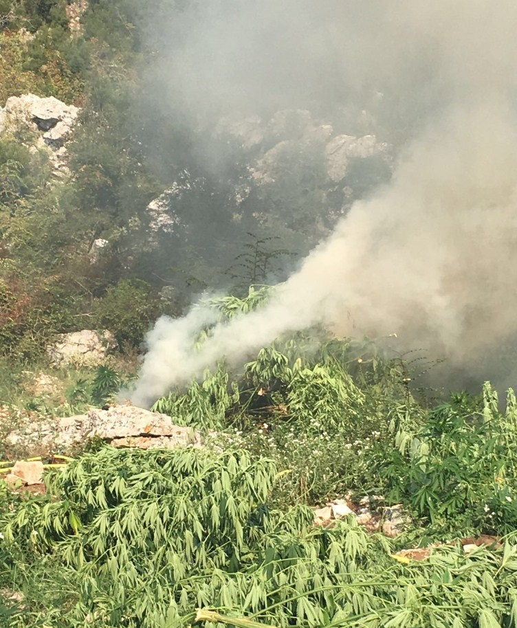 Tepelenë,  asgjësohen rreth 27 300 rrënjë kanabis, u gjetën në Luzat 